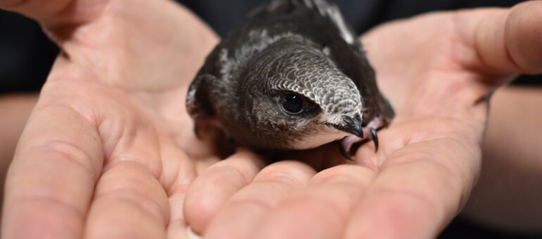 Hirondelles Martinets Et Chouettes Effraies En Chute Libre A Lyon