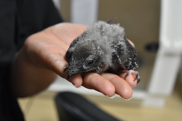 Hirondelles Martinets Et Chouettes Effraies En Chute Libre A Lyon