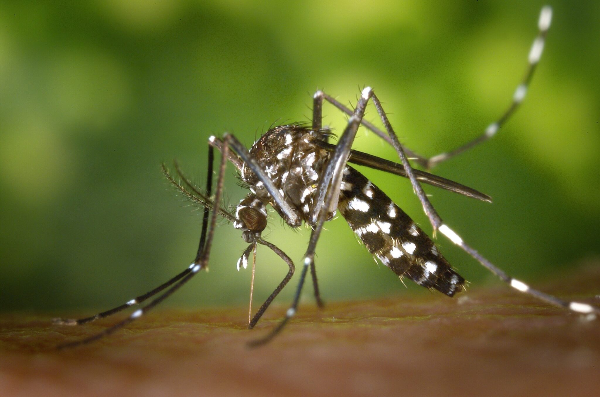 Santé. Multiplication d'opérations anti moustiques-tigres : en quoi ça  consiste ?