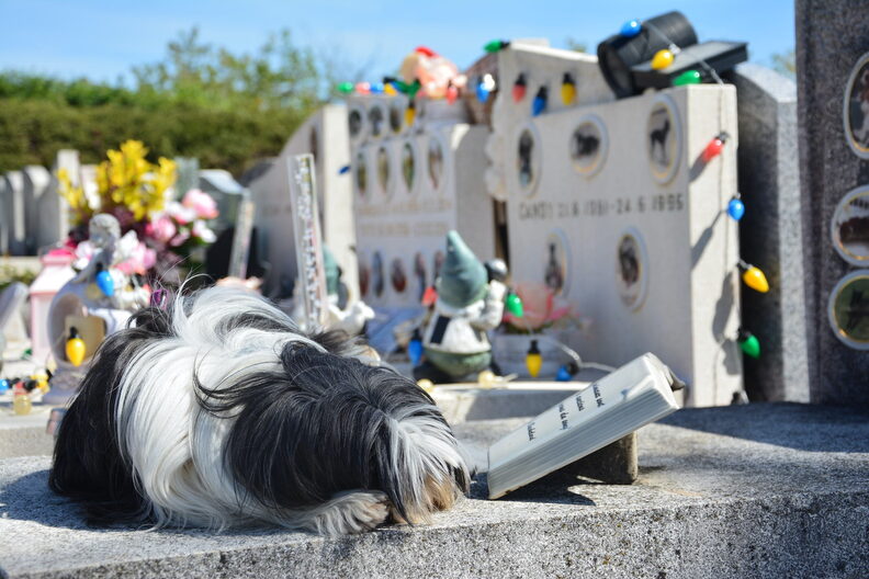 Le cimetière des animaux